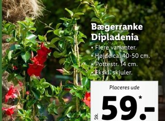 Bægerranke Dipladenia