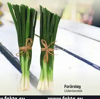 Forårsløg