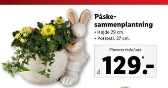 Lidl Påskesammenplantning tilbud
