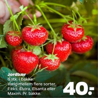 Netto Jordbær tilbud
