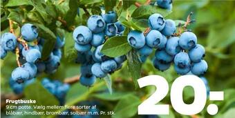 Frugtbuske