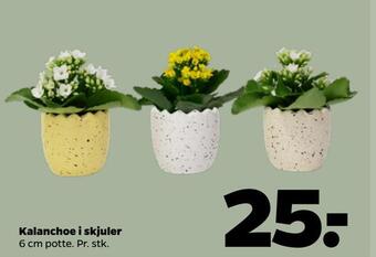 Kalanchoe i skjuler