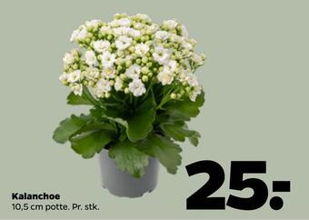 Netto Kalanchoe tilbud