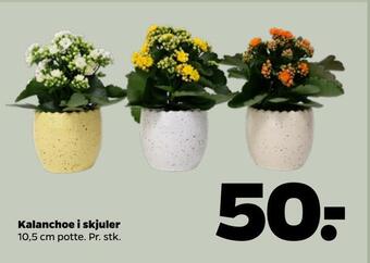Netto Kalanchoe i skjuler tilbud