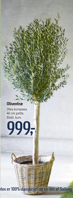 Føtex Oliventræ tilbud