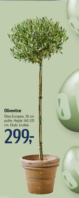Føtex Oliventræ tilbud