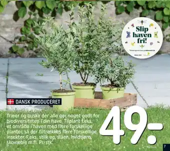REMA 1000 Træer og buske der alle gør noget godt for biodiversiteten i din have tilbud