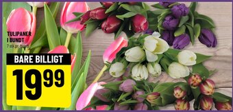 Løvbjerg Tulipaner i Bundt tilbud