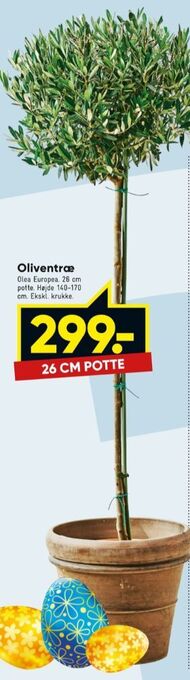 Ukendt træ