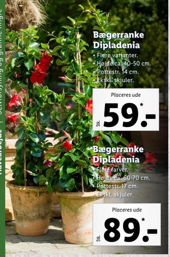 Bægerranke dipladenia