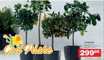 Bauhaus Ukendt planter tilbud
