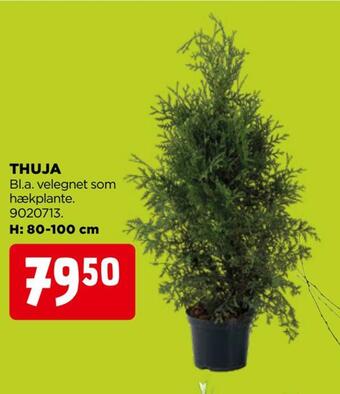 jem & fix Thuja tilbud