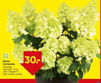 Bilka Have Hortensia tilbud