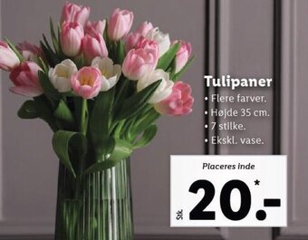 Lidl Tulipaner tilbud