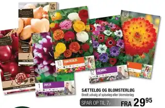 Sætteløg og blomsterløg