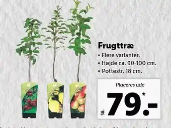 Lidl Frugttræ tilbud