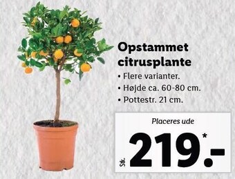 Opstammet citrusplante