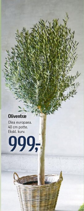 Føtex Oliventræ tilbud