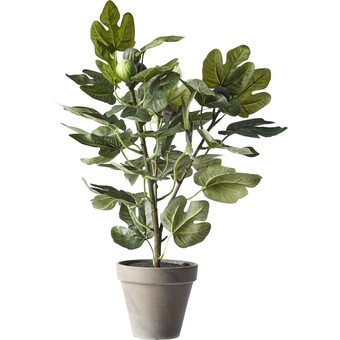 Fig tree