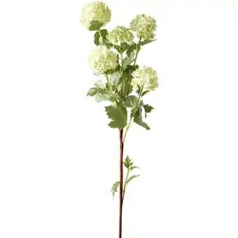 Guelder rose