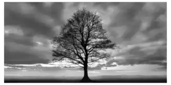 Ilva Lonely tree tilbud
