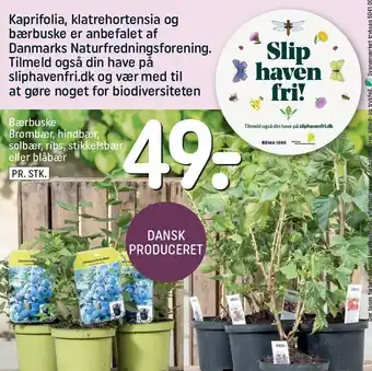 REMA 1000 Bærbuske brombær, hindbær, solbær, ribs, stikkelsbær eller blåbår tilbud