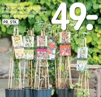 REMA 1000 Klatreplanter arkitektens trøst, kaprifolia, vinterjasmin, vildvin, ildtorn eller klatrehortensia tilbud