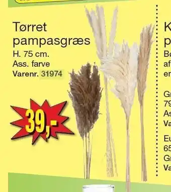 Tørret pampasgræs