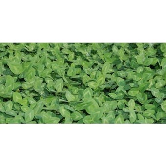 Rødkløver callisto 2 kg