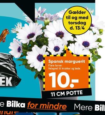 Bilka Spansk marguerit tilbud