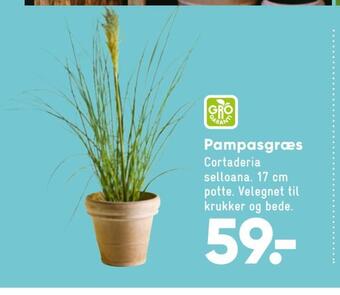 Bilka Pampasgræs tilbud