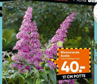 Blomstrende buske