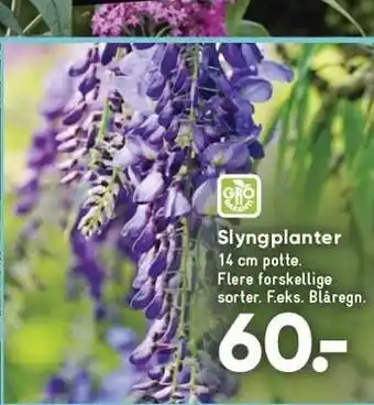 Bilka Gro slyngplanter tilbud