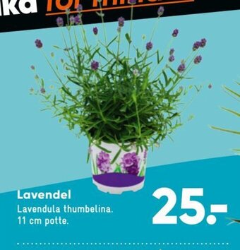 Bilka Lavendel tilbud