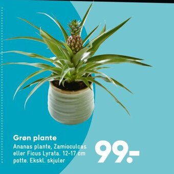 Bilka Grøn Plante tilbud