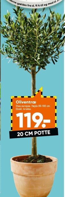 Oliventræ