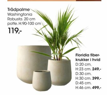 Bilka Trådpalme tilbud
