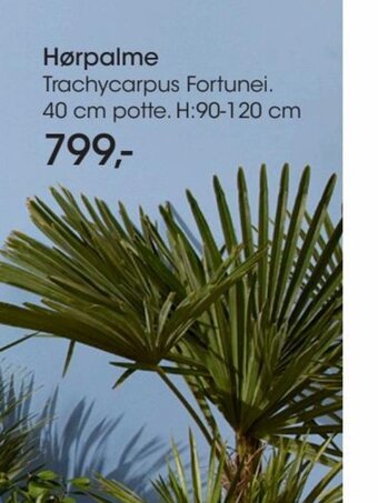 Bilka Hørpalme tilbud