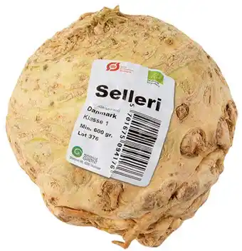 Øko. selleri, 1 ct