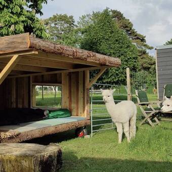 Overnatning i alpacacamp