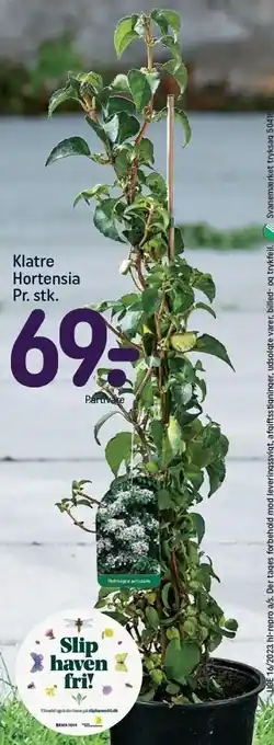 REMA 1000 Klatre hortensia tilbud