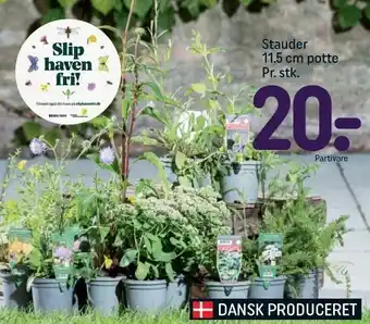 REMA 1000 Stauder 11,5 cm potte tilbud