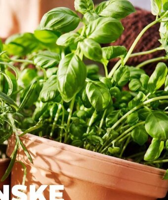 Netto Økologiske Krydderurter tilbud