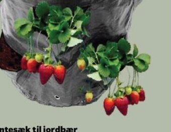 Netto Jordbær tilbud