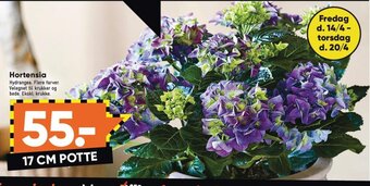 Bilka Hortensia tilbud