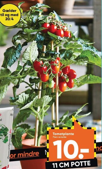 Tomatplante