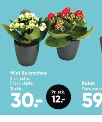 Bilka Mini Kalanchoe tilbud