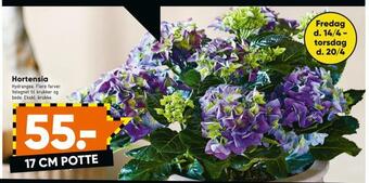 Bilka Hortensia tilbud