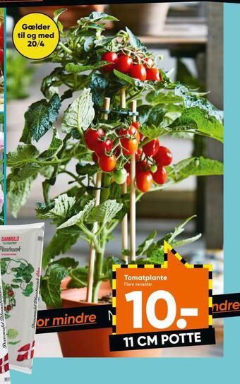 Bilka Tomatplante tilbud