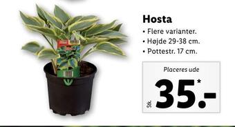 Lidl Hosta tilbud